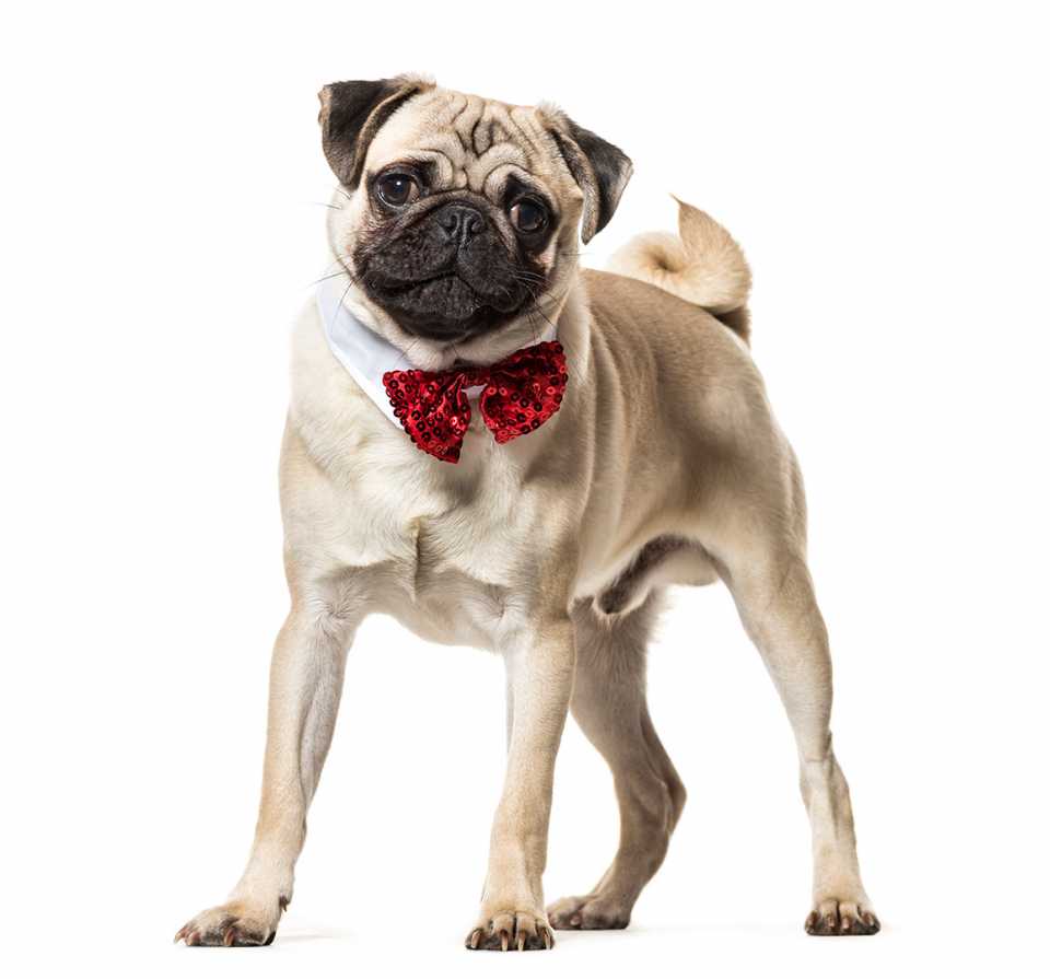 pug dog pet studio photography cut out 2024 09 27 01 00 20 utc