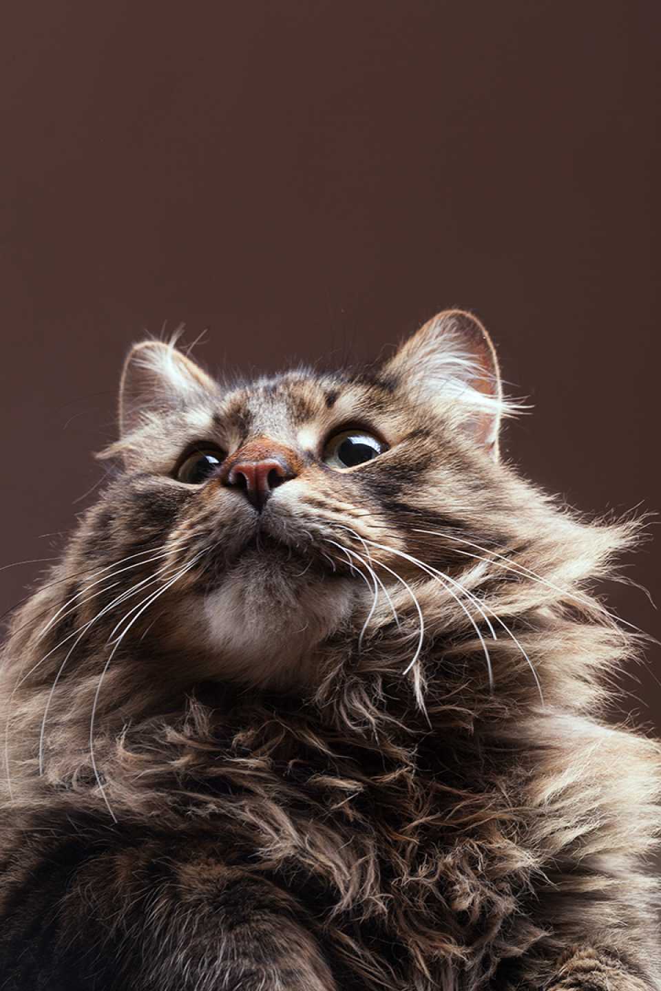 Fotografía de mascotas profesional en Madrid