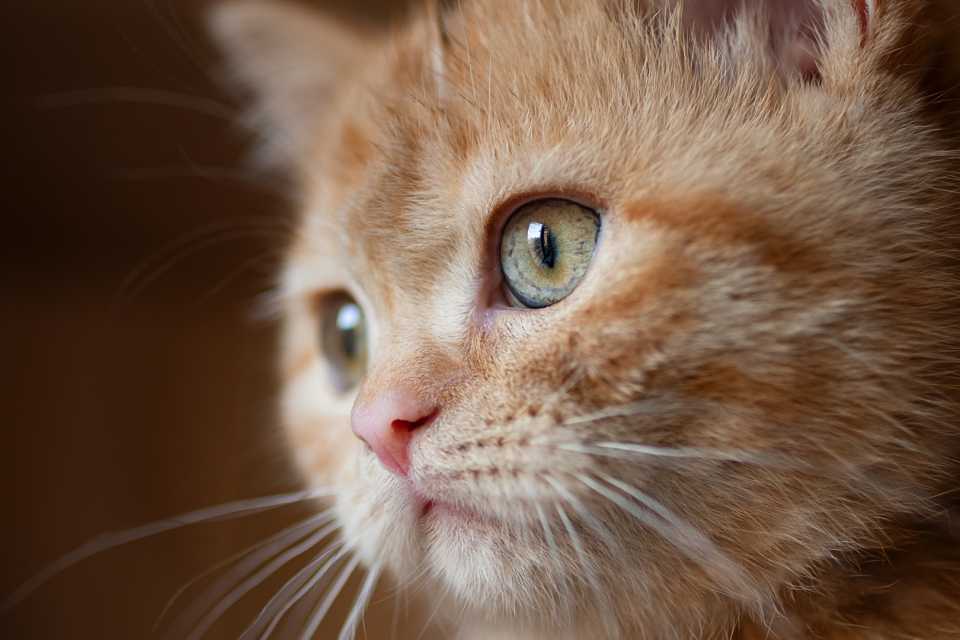 Fotografía de mascotas profesional en Madrid