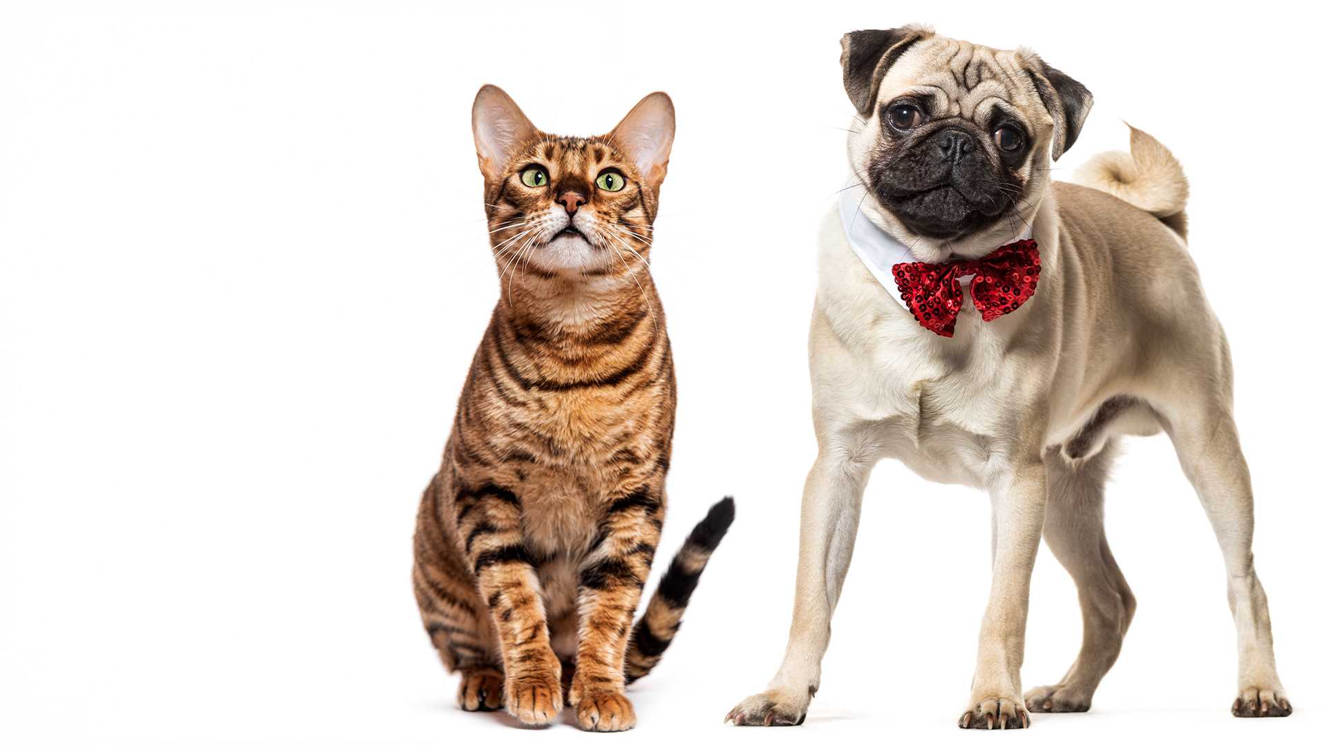 Books y Videobooks para actores y actrices en Madrid