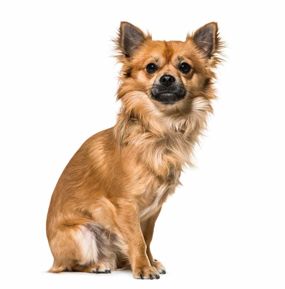 Fotografía de mascotas profesional en Madrid