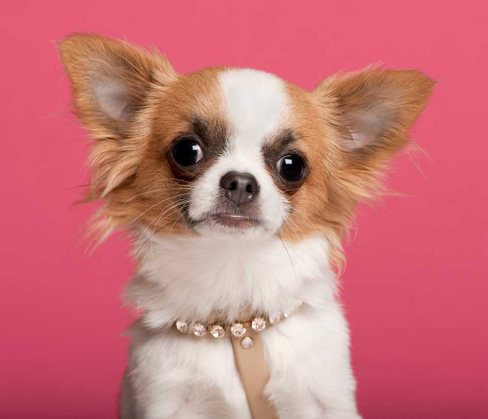 chihuahua 7 months old 2024 09 27 06 50 30 utc