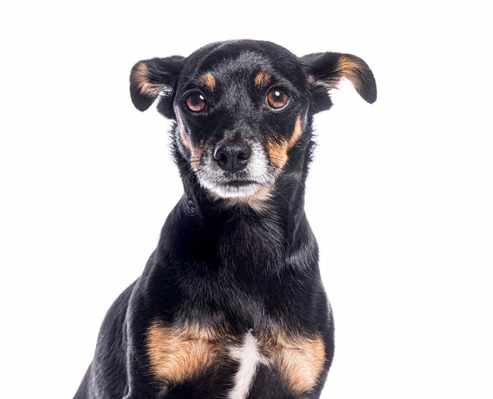 Fotografía de mascotas profesional en Madrid