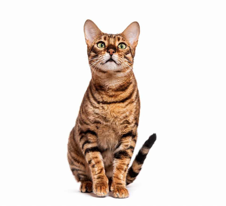 curious toyger cat sitting and looking up isolated 2025 01 03 00 03 52 utc