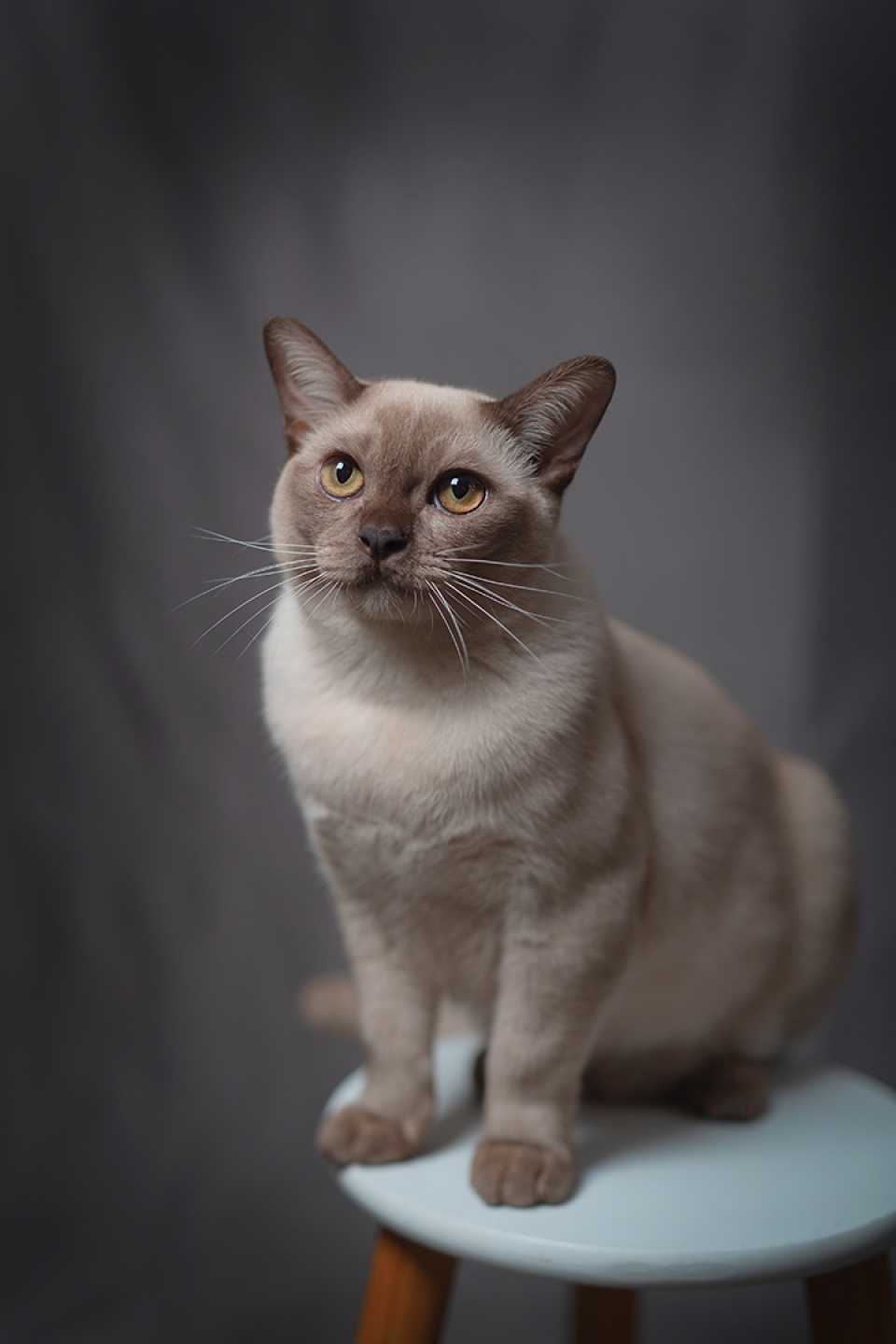 Fotografía de mascotas profesional en Madrid