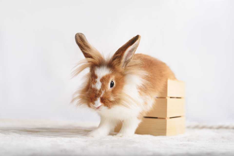 adorable red rabbit on a white background 2024 10 12 19 33 58 utc