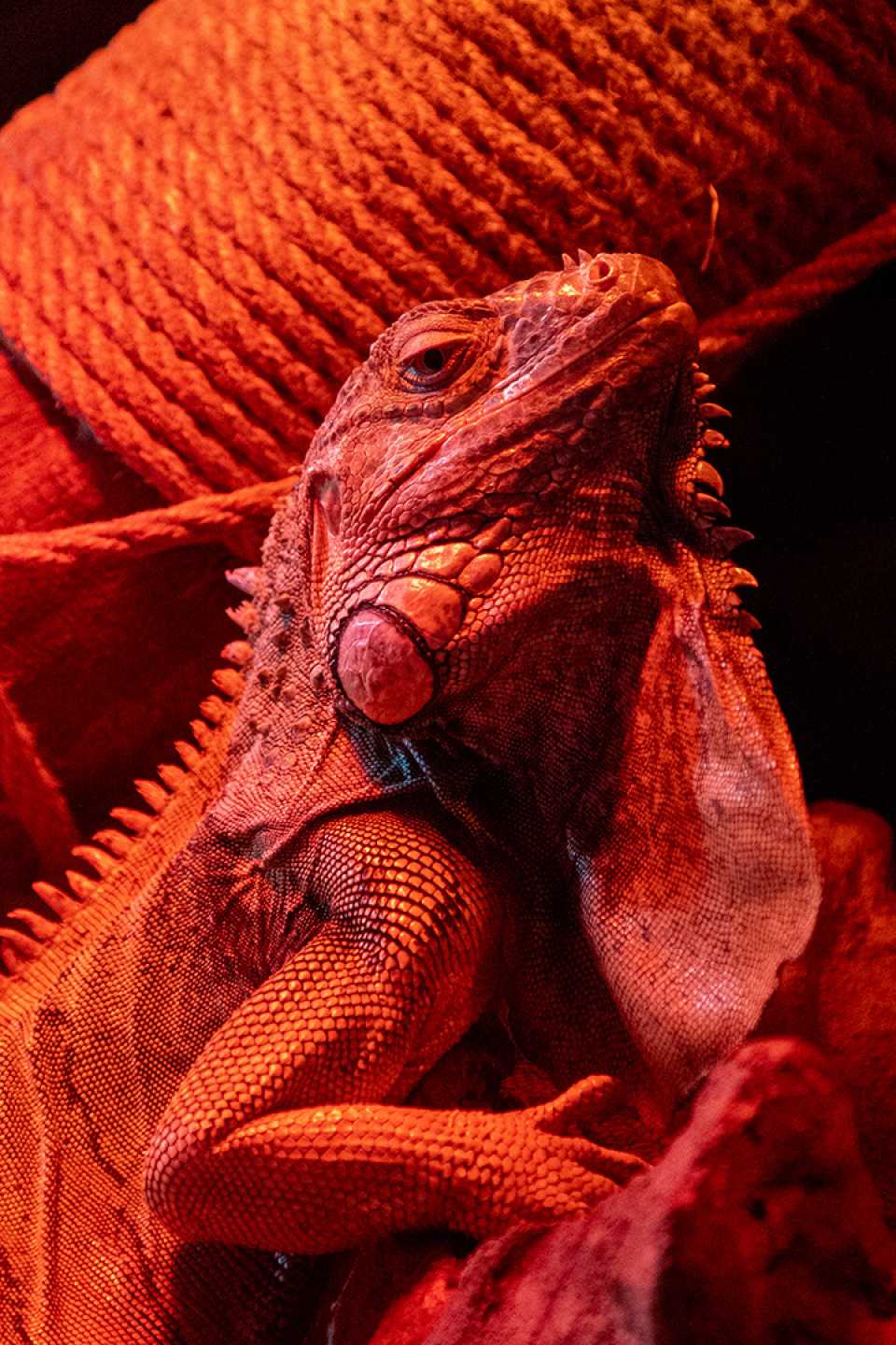 portrait of an iguana in the light of a red lamp 2023 11 27 05 29 51 utc
