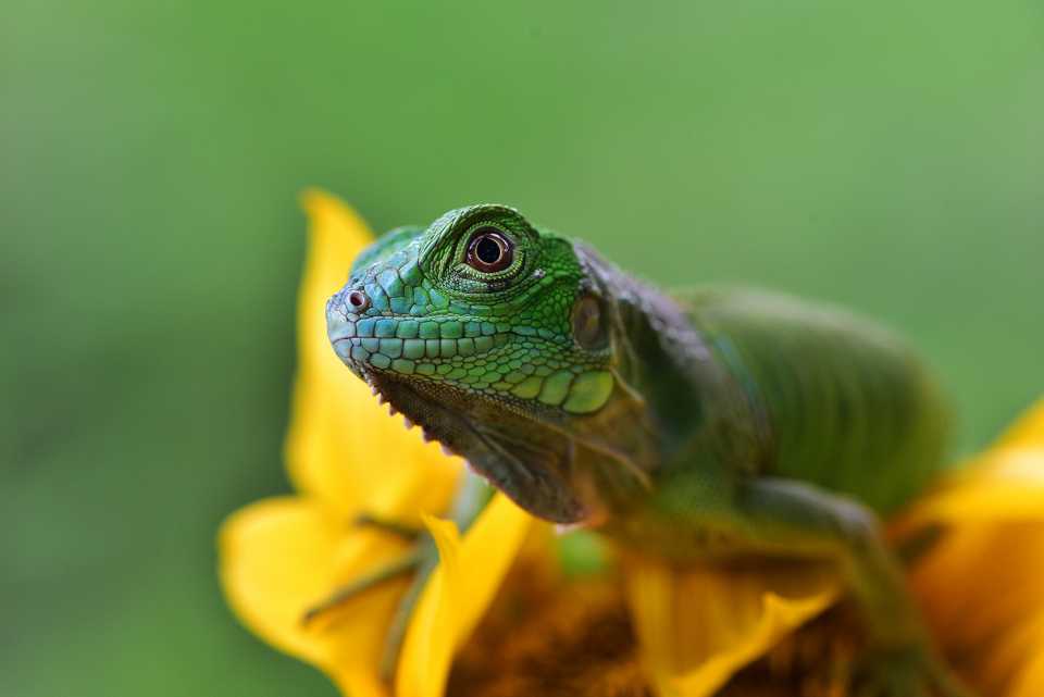 close up photo of green iguana iguana iguana 2024 12 07 00 38 19 utc