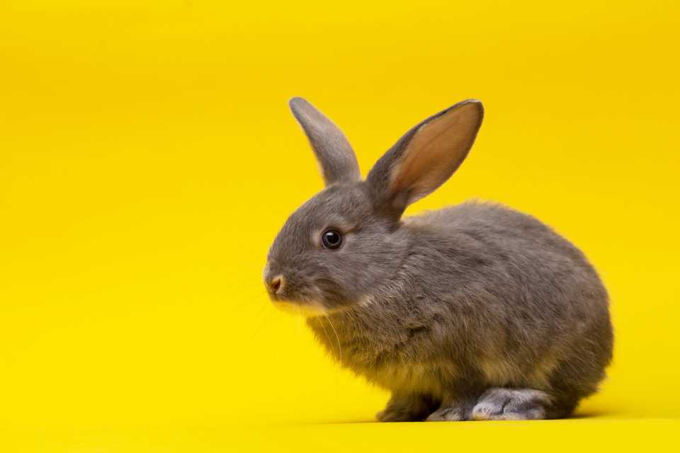 Fotografía de mascotas profesional en Madrid